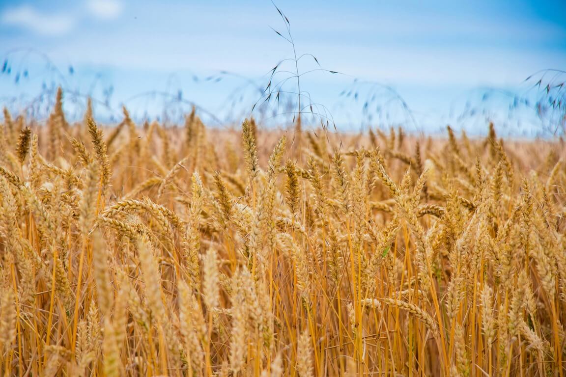 wholesale wheat, bulk wheat supplier, wheat supplier, wheat export, wheat exporter, wholesale wheat supplier, wholesale hard wheat, wholesale soft wheat, wheat grain supplier, wheat grain in bulk, bulk durum wheat, high protein wheat wholesale, milling wheat exporter, durum wheat export, hard wheat export, soft wheat export, bulk wheat exporter, wheat export from Kazakhstan, wheat export from Mongolia, central Asia wheat export, Eurasian wheat exporter, wholesale Kazakhstan wheat, wholesale Mongolian wheat, bulk wheat from Central Asia, bulk wheat for milling, bulk wheat for flour production, B2B wheat supply, B2B wheat supplier, wheat supply for food manufacturers, wheat supply for mills, wheat export to Middle East, wheat export to Asia, wheat distributor, wheat trading company, certified wheat supplier, ISO certified wheat exporter, HACCP wheat exporter, traceable wheat supplier, sustainable wheat supply, organic wheat bulk supplier, non-GMO wheat exporter, premium wheat exporter, export quality wheat, wheat supply chain, large volume wheat supply, wheat import for food industry, wholesale grain exporters, bulk cereal exporters, bulk grain supplier, wheat export logistics, bulk grain export company, wheat supplier worldwide, bulk wheat shipping, wheat procurement for wholesalers, buy wheat in bulk online, wholesale durum grain supplier, wheat supply for pasta manufacturers, wheat for noodles wholesale, high gluten wheat supplier, wheat for baking industry, bulk wheat for supermarkets, wheat for foodservice, wheat supply for restaurants, wheat exports with certification, EU standard wheat supplier, FDA compliant wheat exporter, grain trading export, wheat export to Africa, wheat export to Europe, wheat export to Latin America, millet and wheat supplier, soft wheat for bakery wholesale, durum wheat for pasta wholesale, wholesale grain Kazakhstan, wholesale wheat Mongolia, Central Asia grain export, reliable wheat exporter, competitive price wheat supplier, bulk wheat from steppe, grass-fed wheat (marketing), traceable wheat export, halal-certified wheat (if relevant), wheat bulk orders, trading company wheat export, major wheat suppliers, global wheat export, export durable wheat varieties